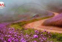 سلانسر در کجا قرار دارد ؟ 25 سلانسر در کجا قرار دارد ؟